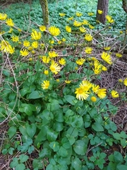 Doronicum