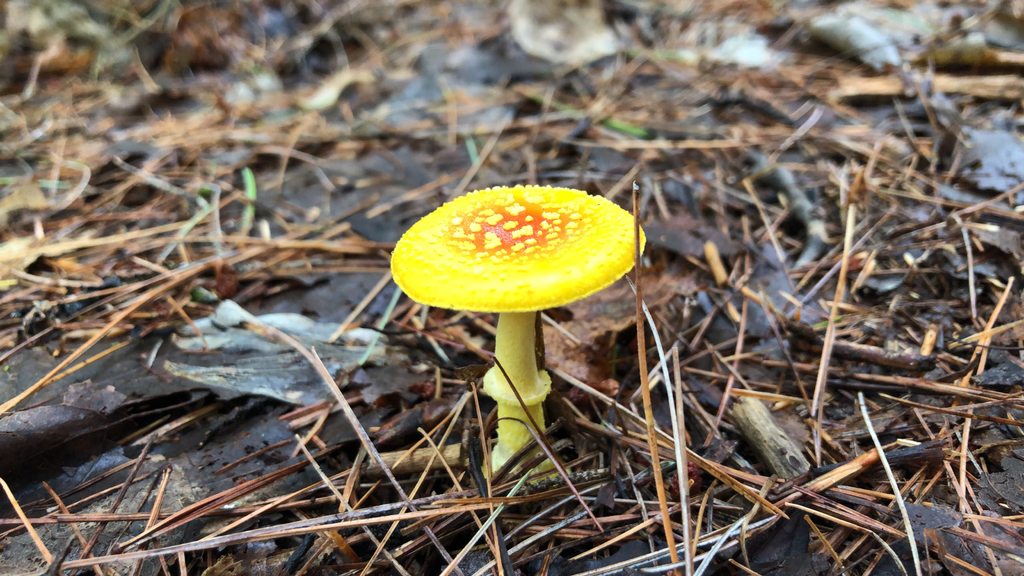 Frost's Amanita · August 2026 · photo: Photo: (c) luciebousquet, some rights reserved (CC BY) · iNaturalist