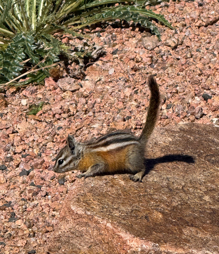 Colorado Chipmunk observed by gpin8589