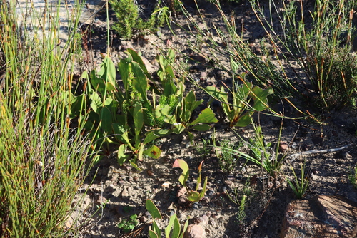 Protea acaulos, photograph 3