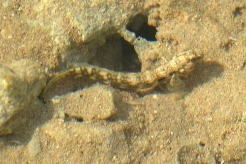 Cryptocentroides arabicus observed 2026-05-29