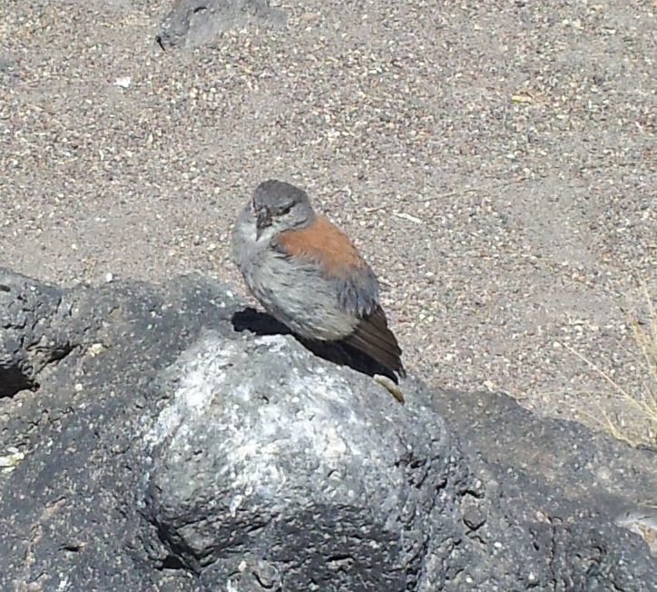 Red-backed Sierra Finch