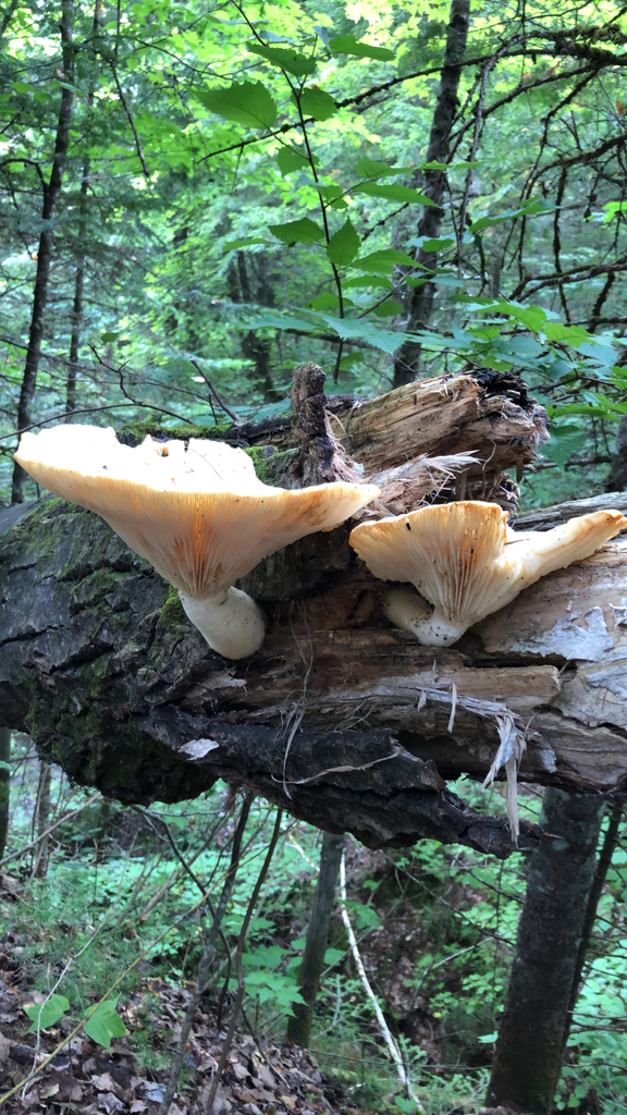 Lynx Paw Oyster · August 2026 · photo: Photo: (c) luciebousquet, some rights reserved (CC BY) · iNaturalist