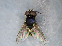 Phasia pusilla
