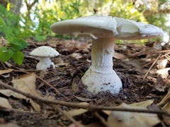 Amanita verna