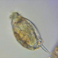 Lecane closterocerca