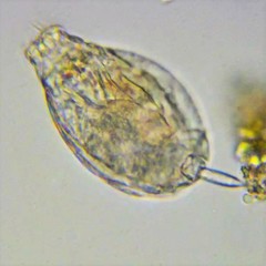 Lecane closterocerca