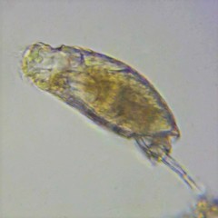 Lecane closterocerca