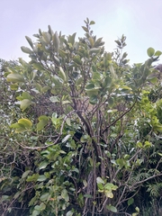 (c) naturewatchwidow, some rights reserved (CC BY) Griselinia lucida, photograph (c) naturewatchwidow, some rights reserved (CC BY)