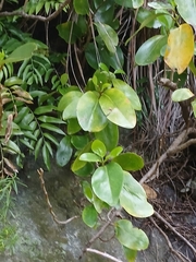 Griselinia lucida, photograph (c) naturewatchwidow, some rights reserved (CC BY)