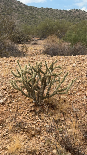 Buckhorn Cholla