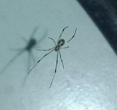 Latrodectus geometricus