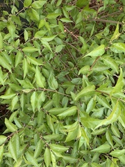 Lonicera maackii