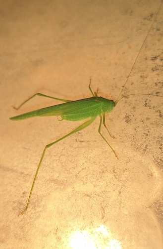 Mediterranean Katydid