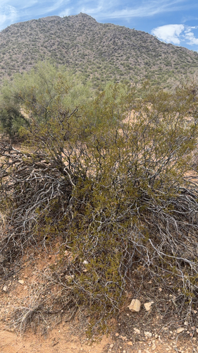 Creosote Bush