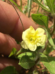 Oenothera hartwegii