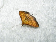 Ecpyrrhorrhoe rubiginalis