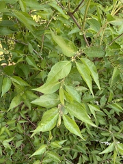 Lonicera maackii