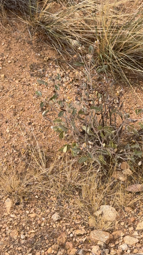 Coues' senna