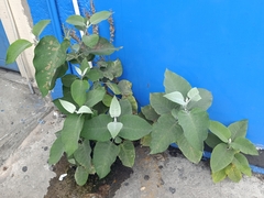 Buddleja cordata, photograph (c) Juan Carlos Fonseca Mata, some rights reserved (CC BY)