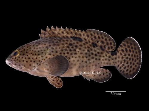 Epinephelus howlandi observed 2026-08-29