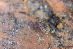 Polydrusus pilosus