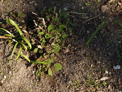 Salvia × sylvestris