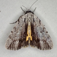 Catocala gracilis