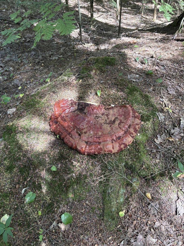 hemlock varnish shelf · August 2026 · photo: Photo: (c) Luca Gagliano, some rights reserved (CC BY) · iNaturalist