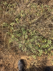 Tephrosia lindheimeri