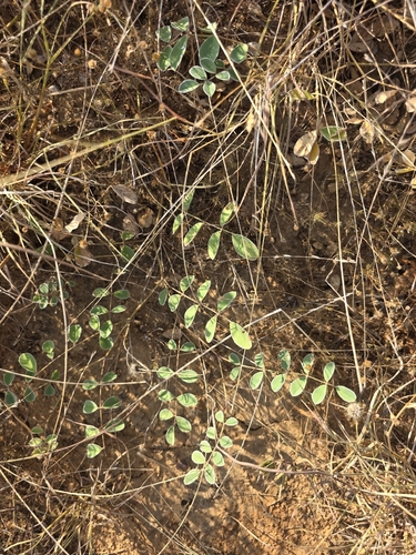 Tephrosia lindheimeri, photograph 4