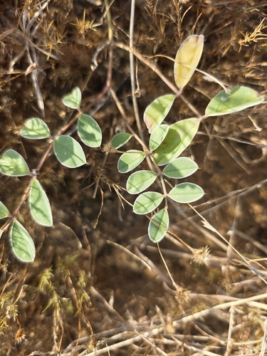 Tephrosia lindheimeri, photograph 5