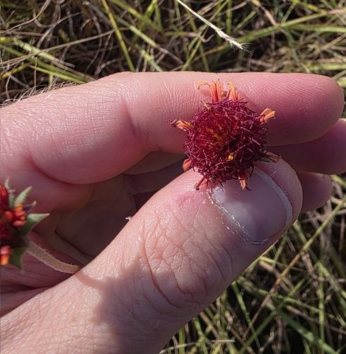 Gaillardia aestivalis
