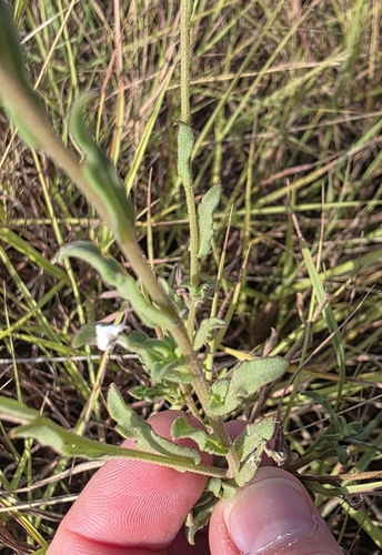 Gaillardia aestivalis, photograph 2