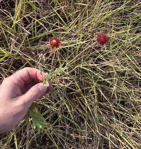 Gaillardia aestivalis, photograph 3