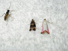 Endothenia