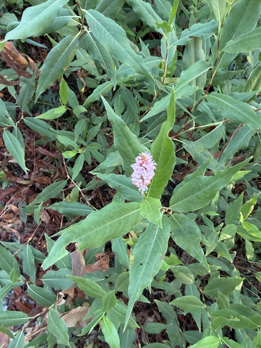 iNaturalist observation photo of water smartweed