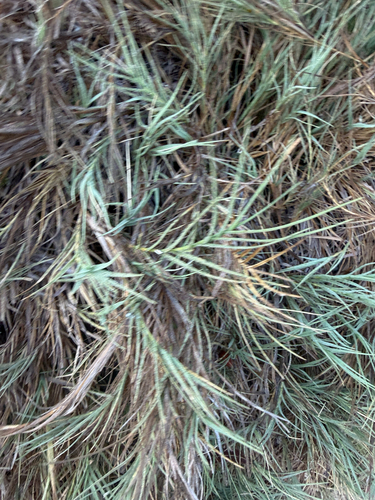 iNaturalist observation photo of Saltgrass