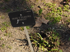 Salvia × sylvestris