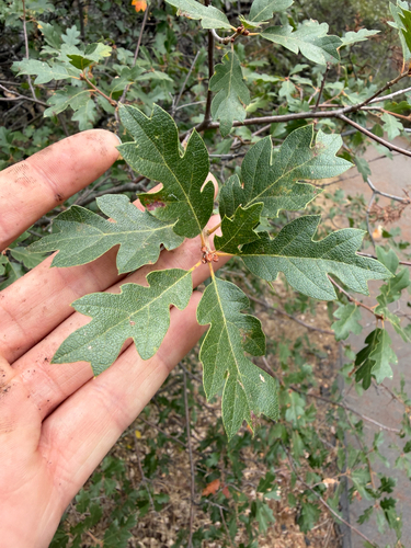 Shin Oak