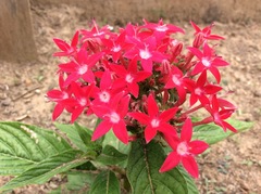 Pentas