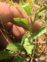 Oenothera hartwegii