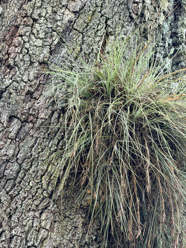 Tillandsia bartramii, photograph 2