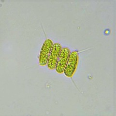 Desmodesmus communis