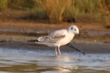 Bonaparte's Gull
