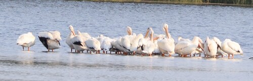 American White Pelican