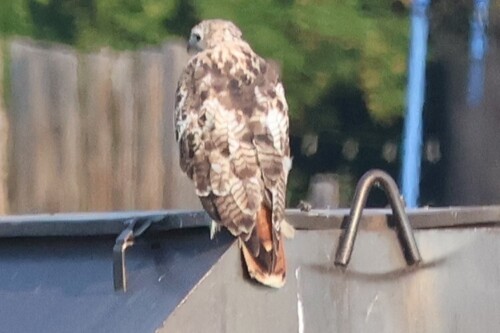 Red-tailed Hawk