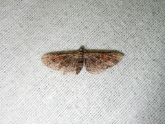 Eupithecia graefii