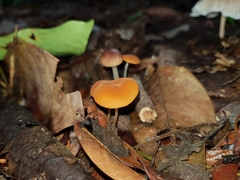 Marasmius cladophyllus