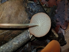 Marasmius cladophyllus